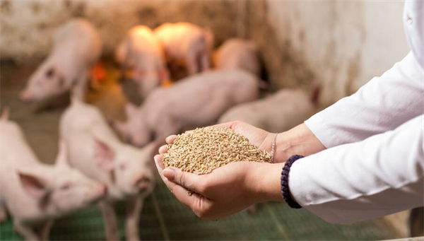 4月7日生猪玉米豆粕价格
