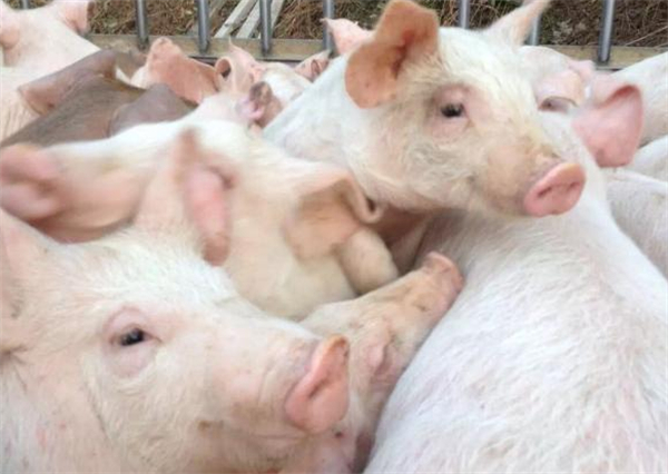 猪脓肿的主要病因有哪些？如何进行预防和治疗？