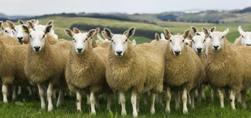 如何提高母羊产羔率？