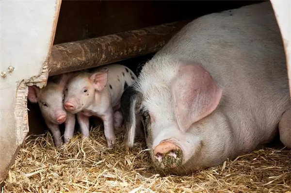 猪脓肿的主要病因有哪些？如何进行预防和治疗？