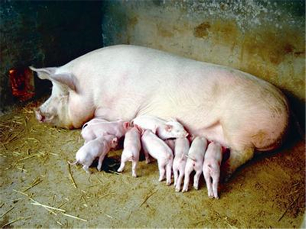怎么让初产母猪繁育效果好?后备母猪初产的管理？